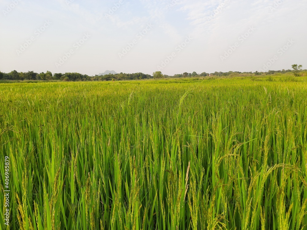 Paddy field under blue sky. Paddy, Organic Agriculture ,Ears Of Rice In The Field. Close up ear of rice swaying by wind in rice paddy. grain in paddy field concept.
