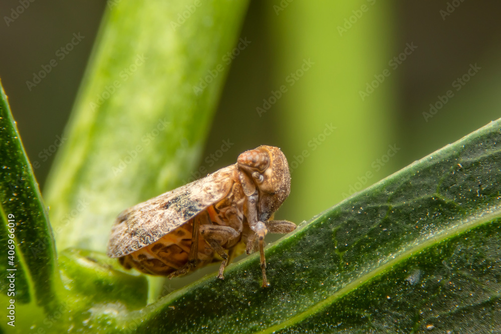 Macro of the Brown planthopper on green leaf in the garden. Nilaparvata lugens (Stal) on blurred of green background. Macro of the Brown planthopper on green leaf in the garden. Nilaparvata lugens (Stal) on blurred of green background.