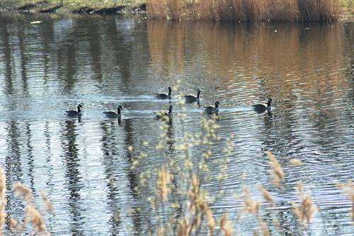 Gans, Schwan und andere Vogelarten aus Kassel