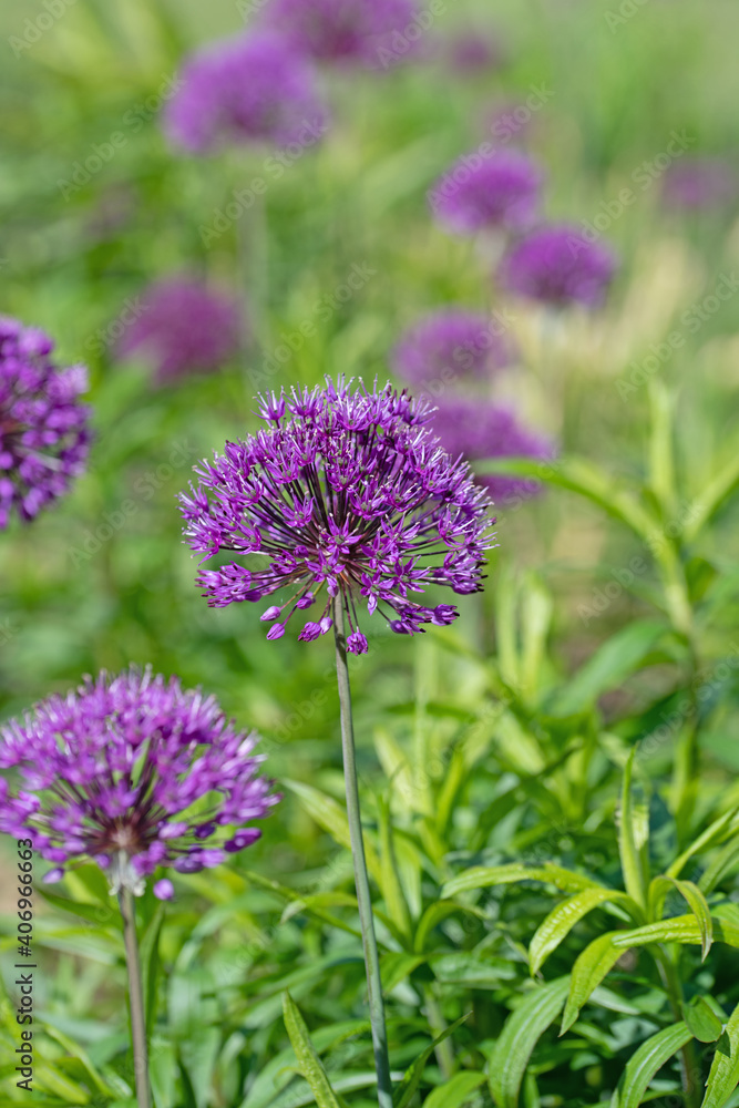 Blühender Zierlauch, Allium, im Sommer Blühender Zierlauch, Allium, im Sommer