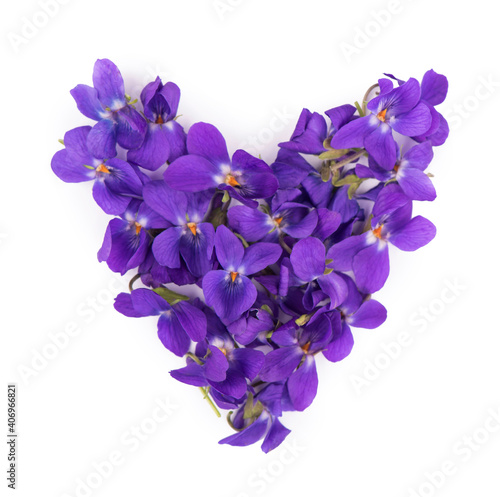 Wallpaper Mural Green leaf and flowers of Wood violet Viola odorata isolated on white background. Torontodigital.ca