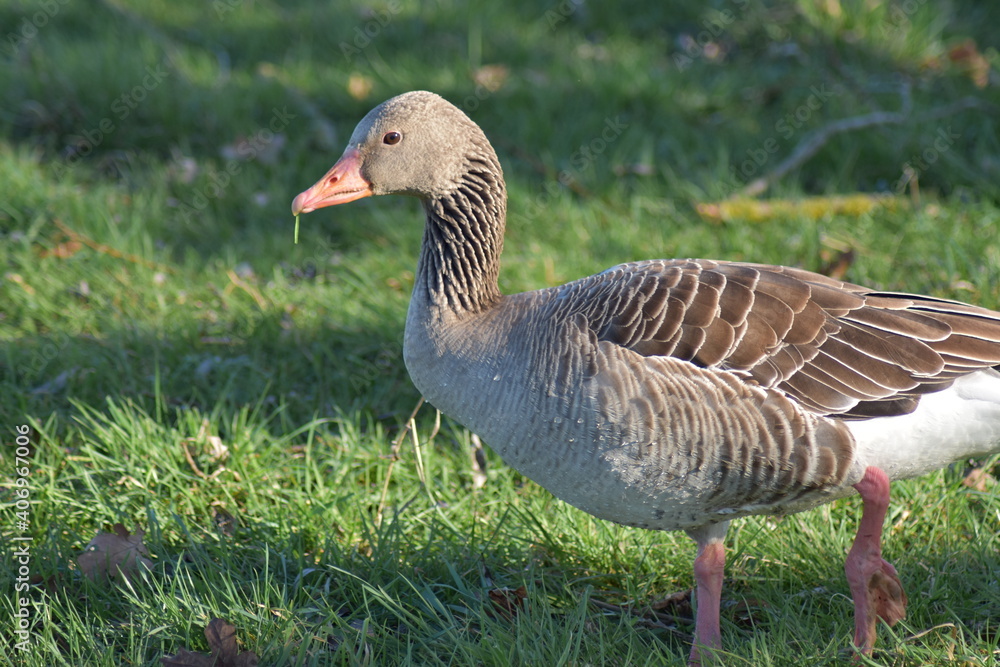 Gans, Schwan und andere Vogelarten aus Kassel Gans, Schwan und andere Vogelarten aus Kassel