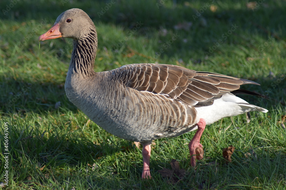 Gans, Schwan und andere Vogelarten aus Kassel Gans, Schwan und andere Vogelarten aus Kassel