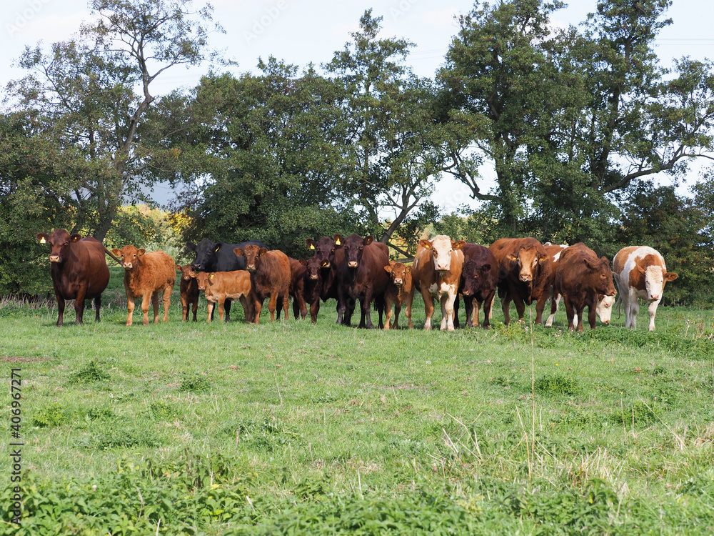 Naklejka premium Herd Of Cows