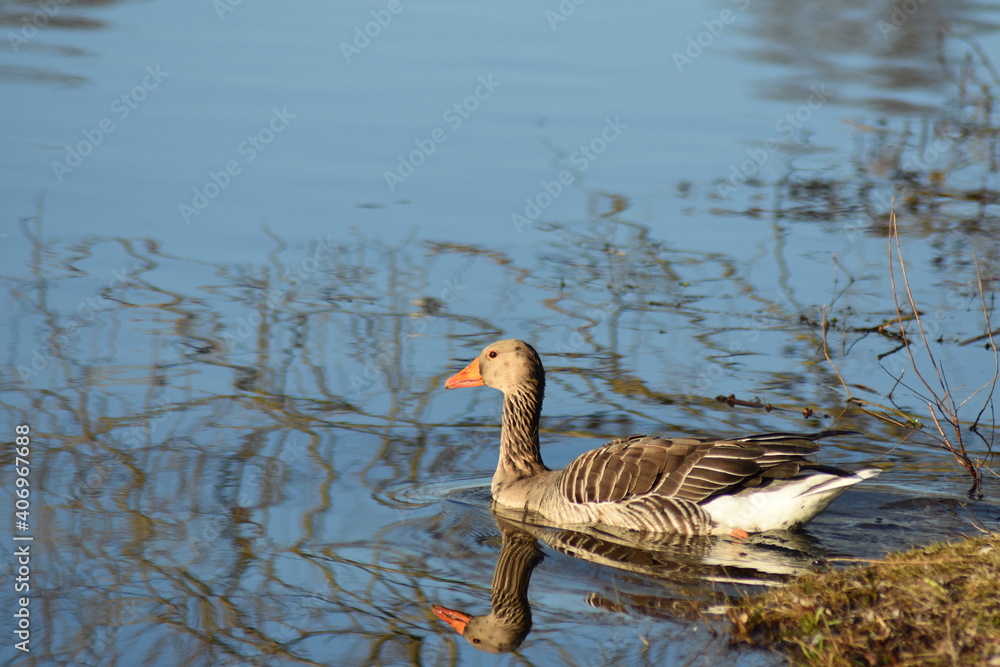 Fototapeta premium Gans, Schwan und andere Vogelarten aus Kassel