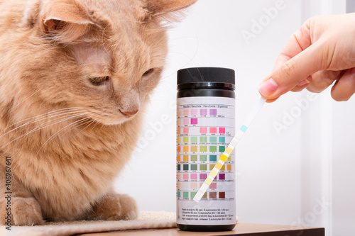 Curious cat looking at his owner while collecting urine sample with dosing pipette for urinalysis and comparing analysis results. Urine reagent strips to prevent urinary infections in feline. photo