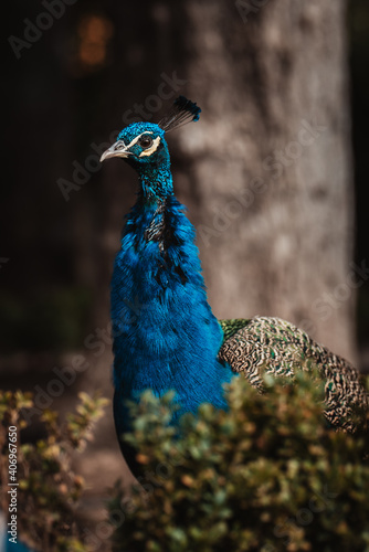 Wallpaper Mural foto vertical de un pavo real azul. Torontodigital.ca