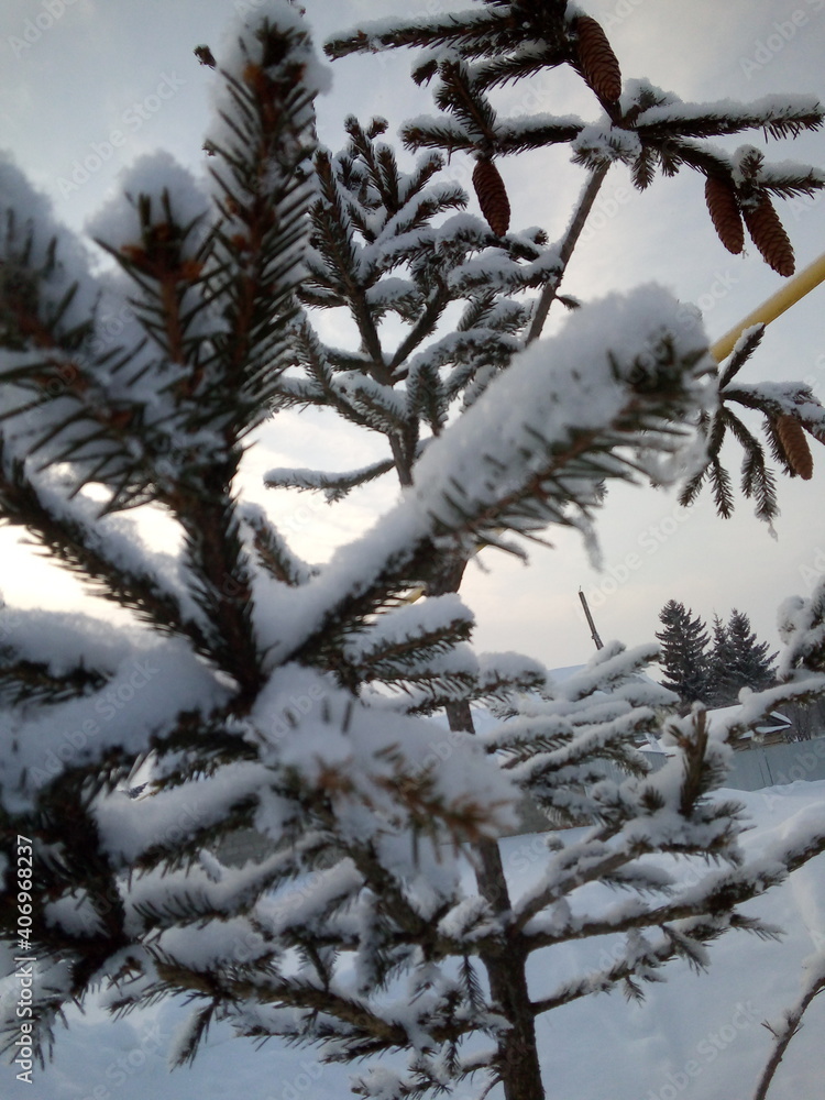 Obraz premium snow covered trees