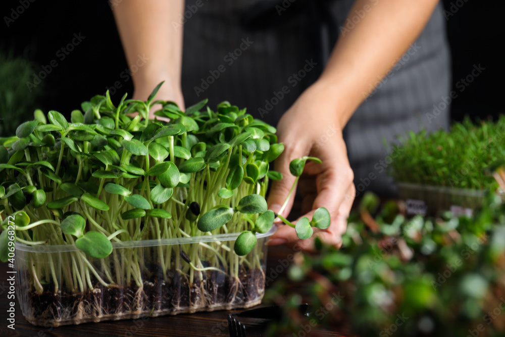 Woman taking care of microgreen at wooden table, closeup