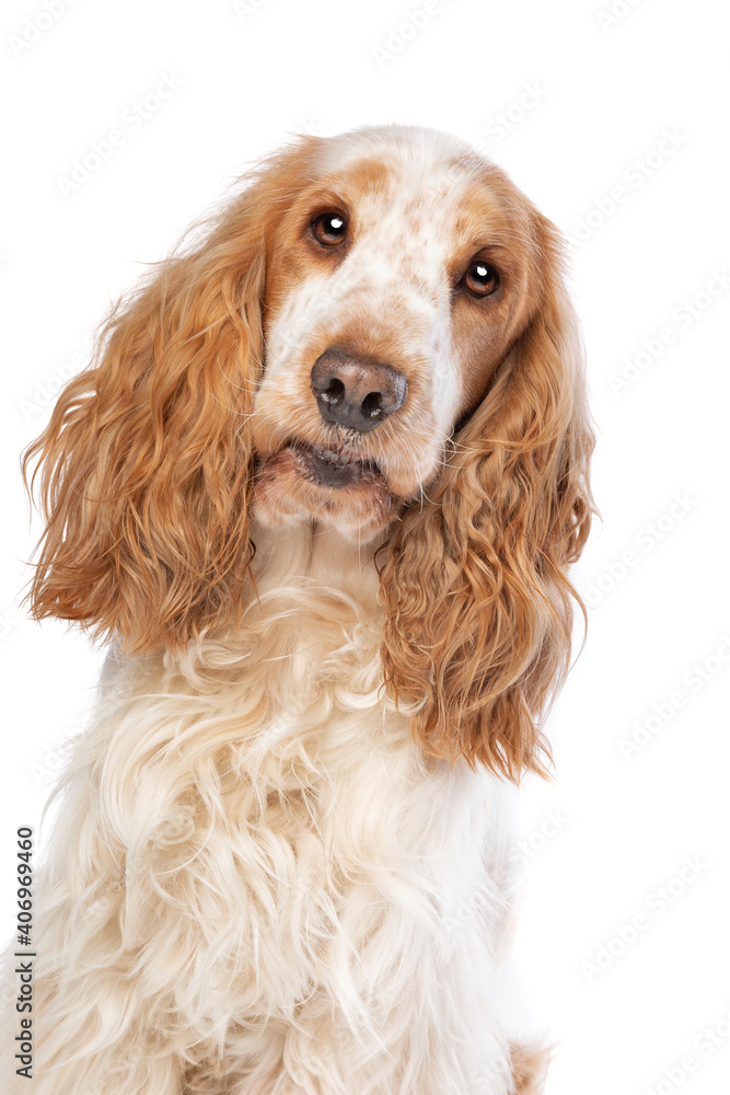 orange roan english cocker spaniel