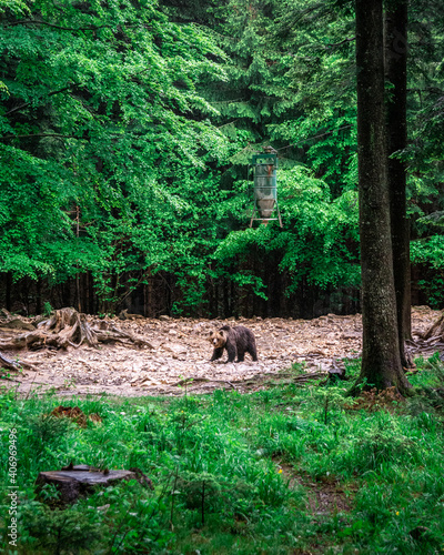 orso bruno sotto dispenser di semi di girasole nel bosco in slovenia © jeferstellari
