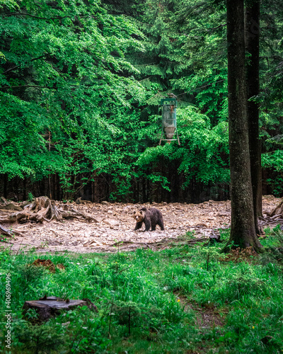 orso bruno sotto dispenser di semi di girasole nel bosco in slovenia