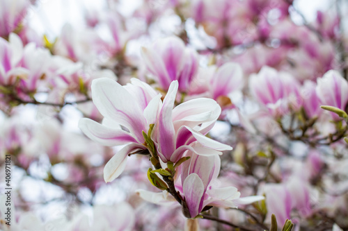 Natural background concept. Pink magnolia branch. Magnolia tree blossom. Blossom magnolia branch on nature background. Magnolia flowers in spring time. © Anna