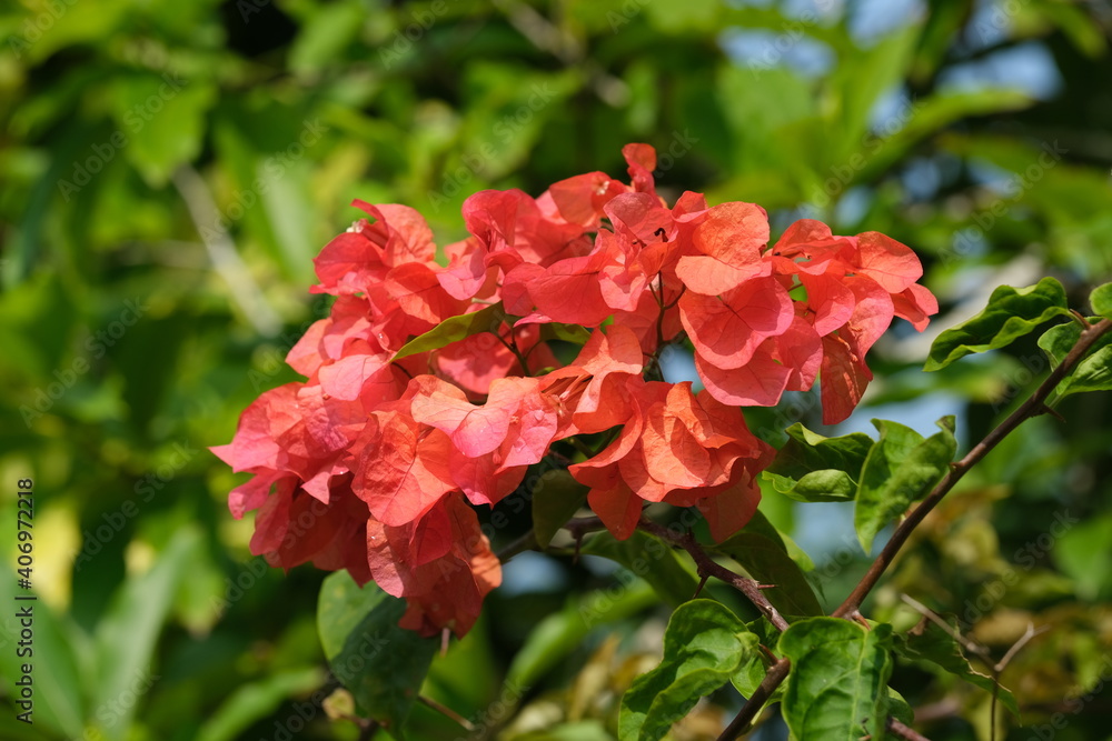 Indonesia Bali Pekutatan - Red Bougainvillea flowers Indonesia Bali Pekutatan - Red Bougainvillea flowers