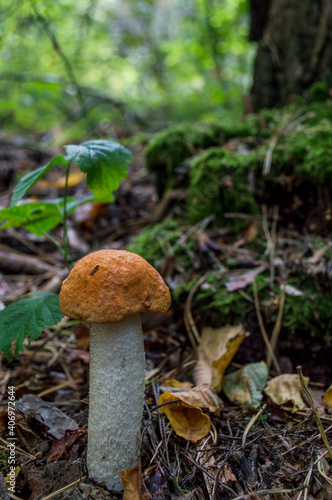 Boletus mushroom in the grass