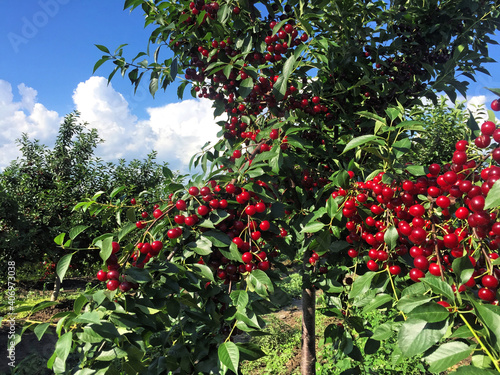 Sour cherry orchard