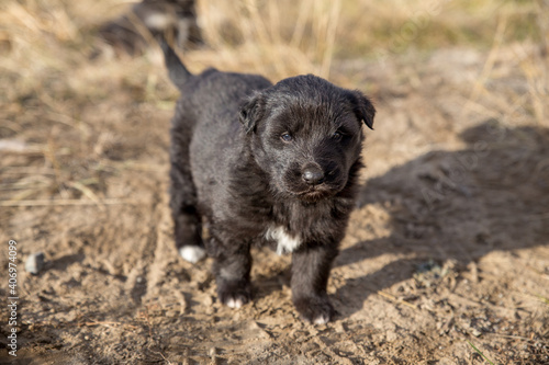 A small black puppy runs on the ground. The concept of Pets. Close up photo. © Елена Труфанова