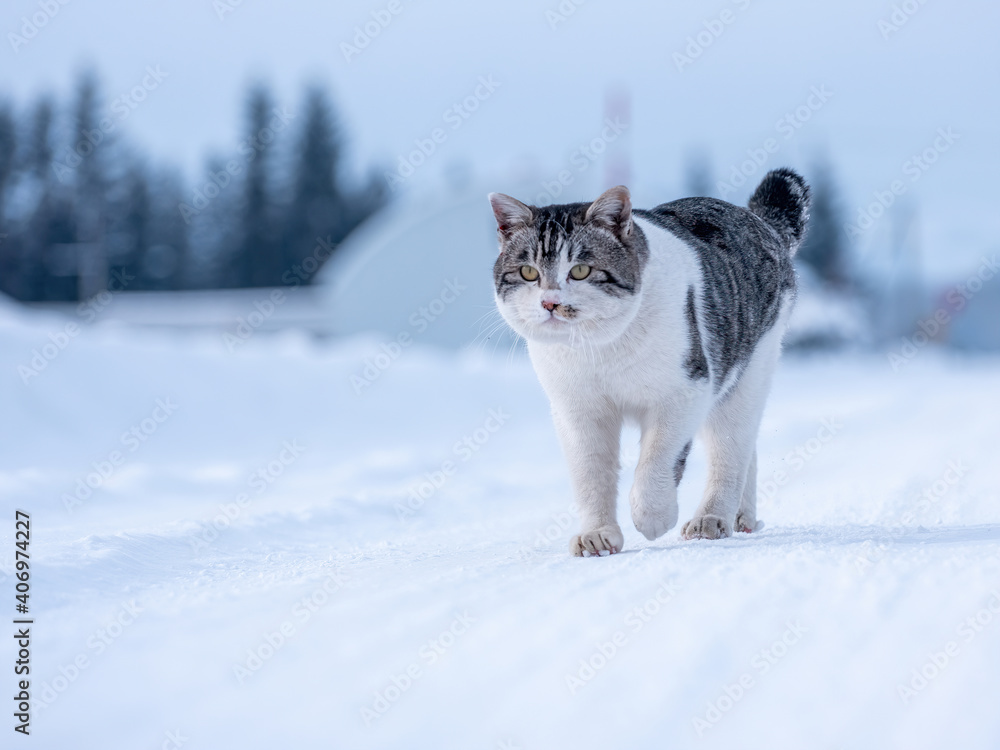 冬の猫 冬の猫