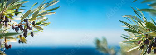 Oliven Bäume & zweige am Meer  photo