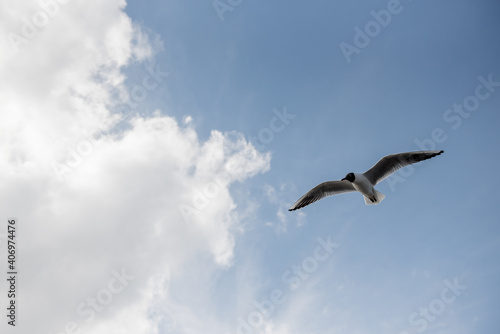 seagull in the sky © MariКа