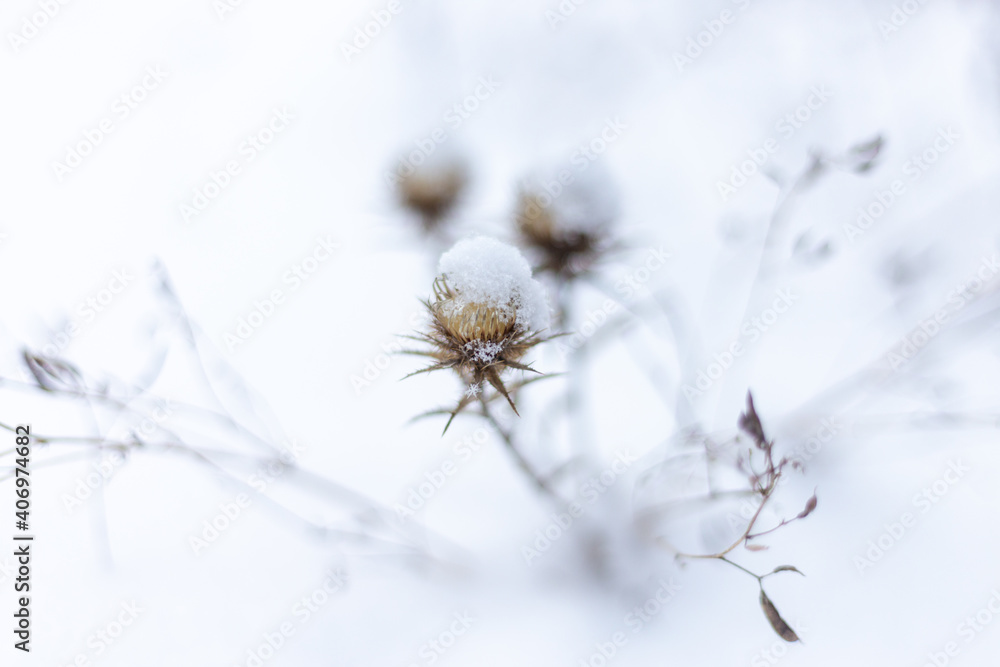 blured winter season plant covered with snow blured winter season plant covered with snow