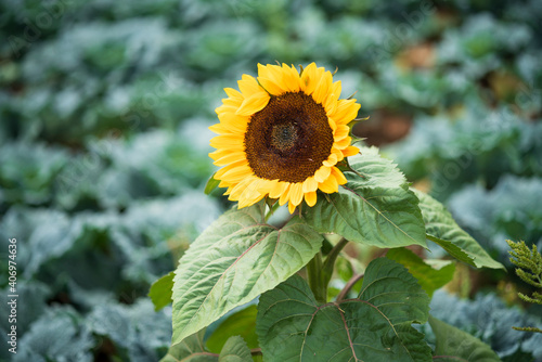 Fotografie Field edge planting looks good at first glance, but only has an alibi character