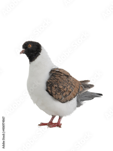 German pigeon modena isolated on white background