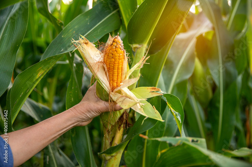 Corn cob in farmer hands while working on agricultural field,