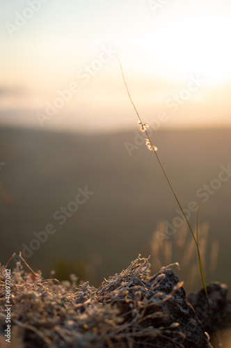 A blade of grass at sunset illuminated by the sun with warm light. photo