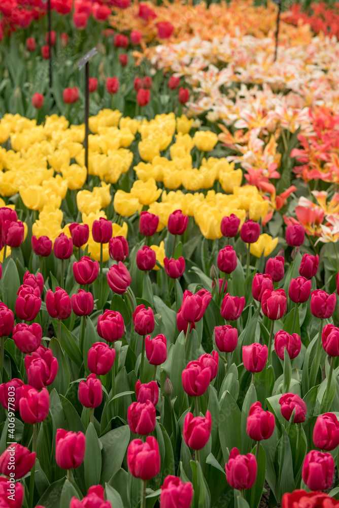 field of tulips. the process of growing tulips. tulip farm field of tulips. the process of growing tulips. tulip farm