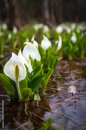 湿原の白い妖精
