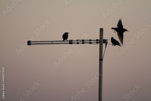 birds on the roof