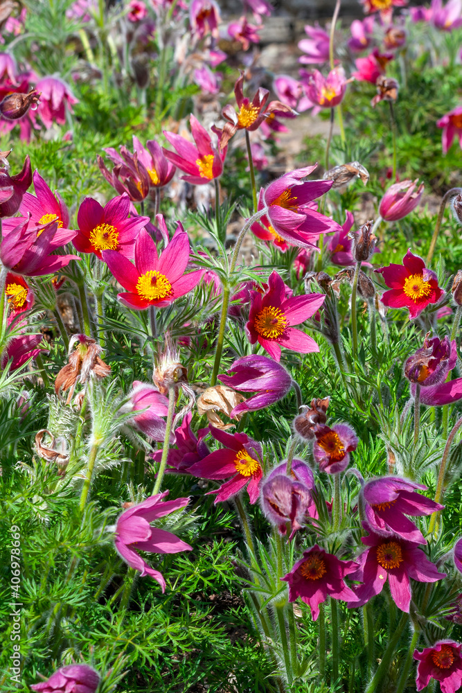 Pulsatilla vulgaris 'Rubra ' a spring perennial red flowering plant commonly known as pasque flower, stock photo image