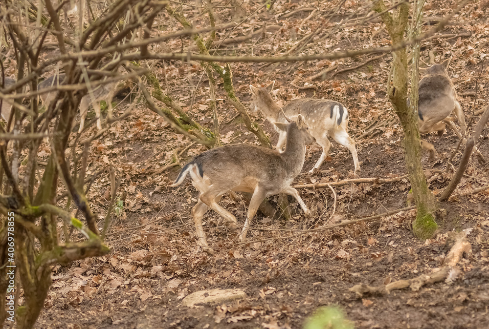 Naklejka premium Deer running out in the nature at a forest.