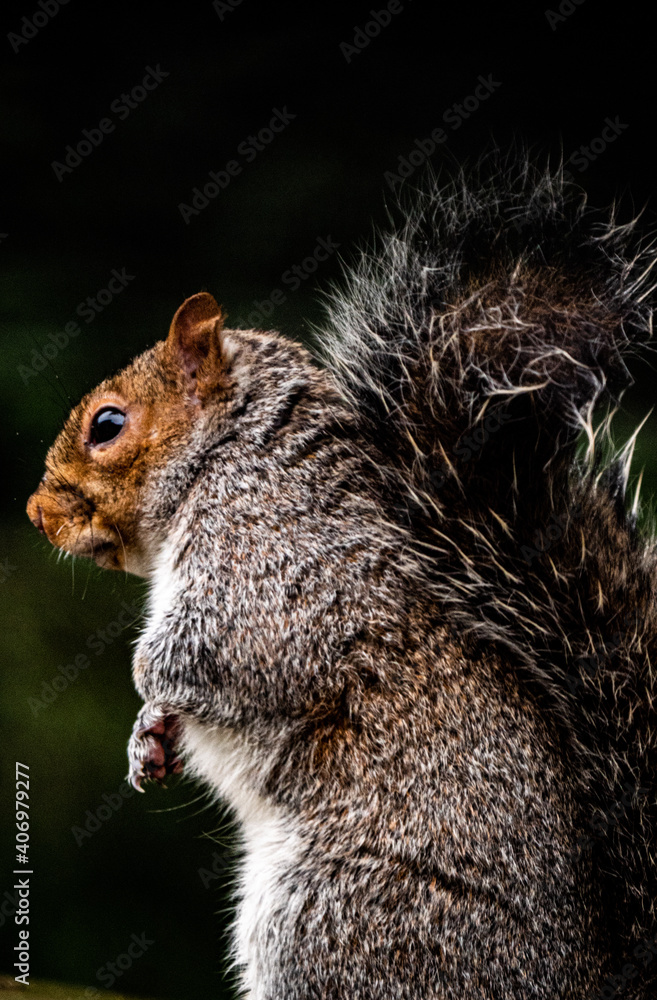 Obraz premium Uk Grey Squirrel in repose