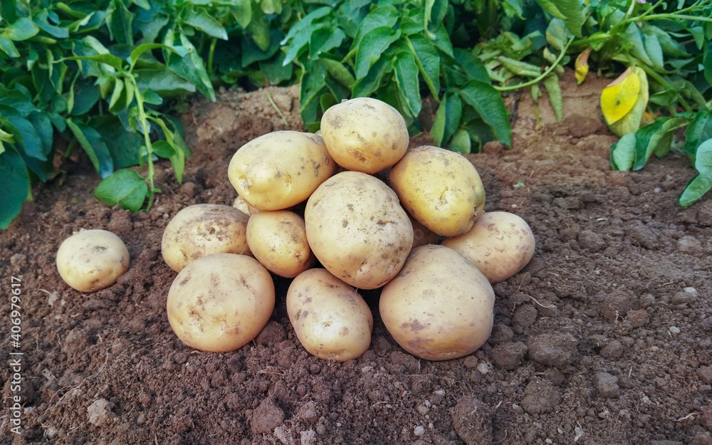 Potatoes on the ground. Fresh organic potatoes in the field, harvesting potatoes from soil Potatoes on the ground. Fresh organic potatoes in the field, harvesting potatoes from soil
