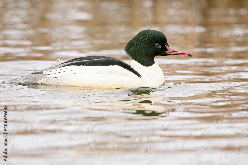 A male goosander (Mergus merganser) swimming on a cold morning in a lake. A male goosander (Mergus merganser) swimming on a cold morning in a lake.