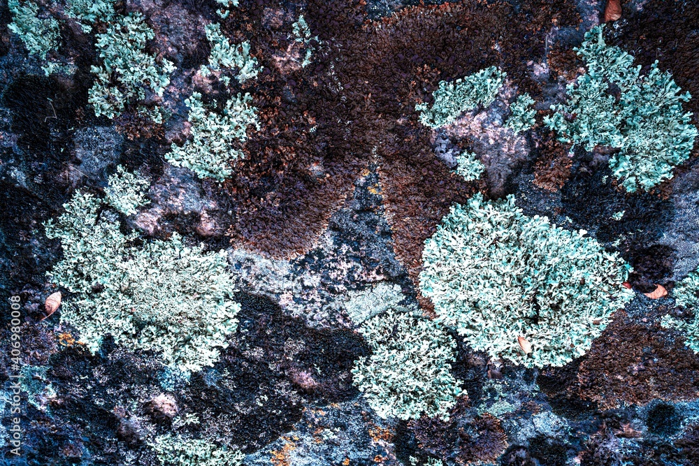 Obraz premium Multi-colored mold texture on the stones