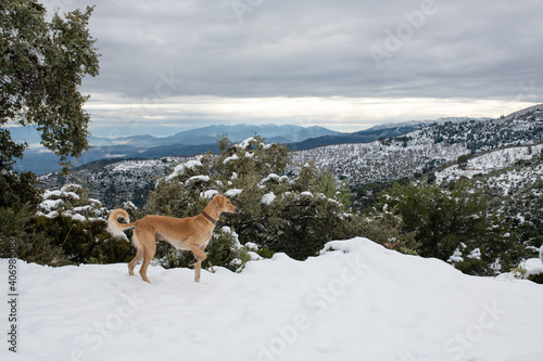 Saluki dog in the snow. Snowy mountain. Dogs portraits.