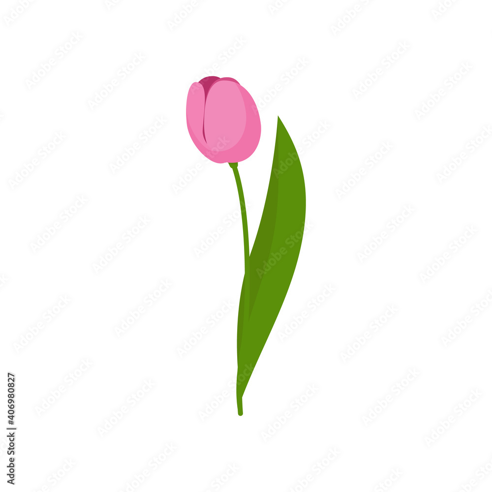 Pink delicate tulip on a green stem with leaves isolated on a white background. Template for greeting cards, banners for Valentine's Day, March 8, Birthday, wedding. Vector illustration. Cartoon style Pink delicate tulip on a green stem with leaves isolated on a white background. Template for greeting cards, banners for Valentine's Day, March 8, Birthday, wedding. Vector illustration. Cartoon style