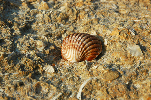 A cockleshell resting on a limestone fossilized surface, a small brown mollusk with numerous radial, evenly spaced ribs washed by the Atlantic on one of the Portuguese beaches, in Algarve, Portugal