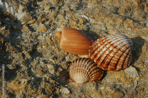 Few different shells such as cockleshells and alphabet cone displayed on rocky fossilized ground in Algarve, Portugal, summer holidays in a tropical destination concept or coastal, seaside theme decor
