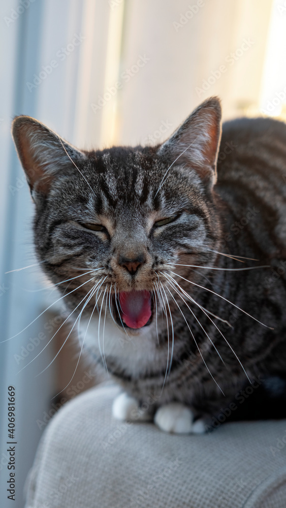 Portrait of a cute cat making funny faces with tongue out and eyes closed caught mid yawn or sneezing, young short-hair Mackerel tabby feline pet in the home environment chilling on favorite armchair Portrait of a cute cat making funny faces with tongue out and eyes closed caught mid yawn or sneezing, young short-hair Mackerel tabby feline pet in the home environment chilling on favorite armchair