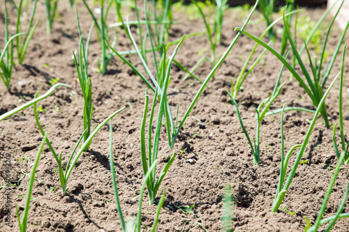 Young green onions grow in the garden in the spring. Fresh shoots of onion greens in the garden. Garden and vegetable garden concept.