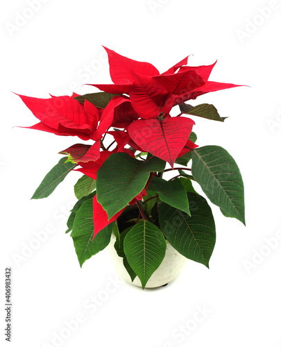 Red Christmas flower Poinsettia in a pot. Isolated on white background.
