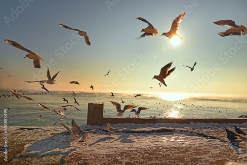 Wallpaper Mural Early morning by the sea in winter. Seagulls and a deserted pier. Black Sea. Odessa. A unique natural phenomenon of the sea soaring in frost. Torontodigital.ca