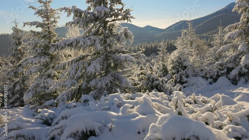 Camera moves slowly between branches of snow-covered fir trees. Gorgeous sunny winter day in the mountains. Bright morning sun illuminates trees, mountains and snow. Winter nature concept, UHD, 4K