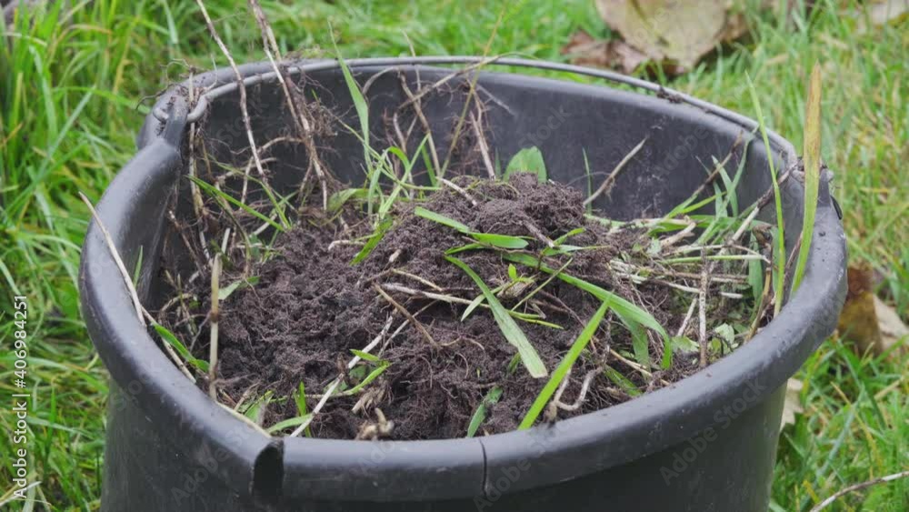 Dropping weeds from the garden into a bucket to convert to fertilizer Dropping weeds from the garden into a bucket to convert to fertilizer