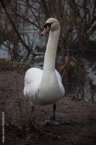 A Swan by a Lake