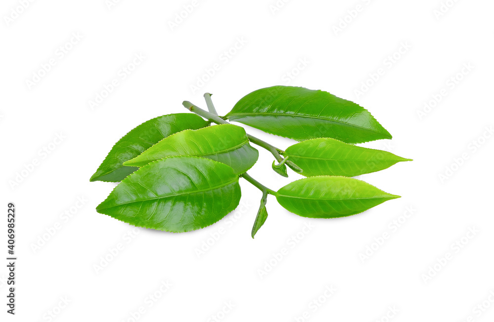 Obraz premium Fresh green tea leaf isolated on white background